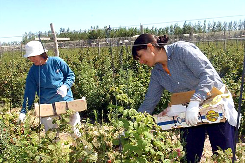 san-patricio-del-chanar-cosecha-de-fruta-fina